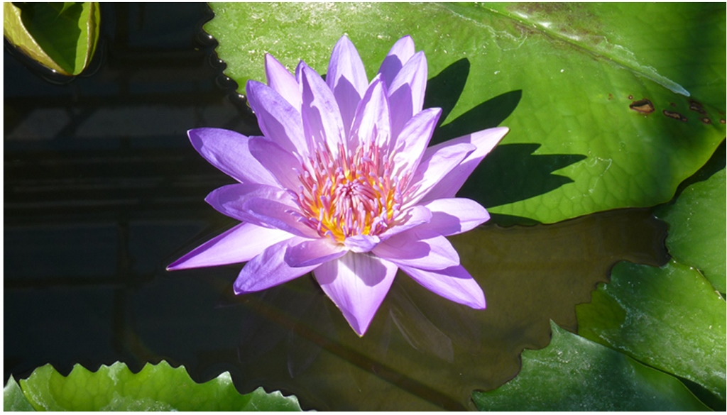 Image of オピニオン